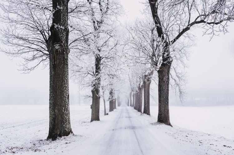snowy pathway surrounded by bare tree