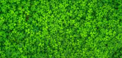 top view photo of clover leaves